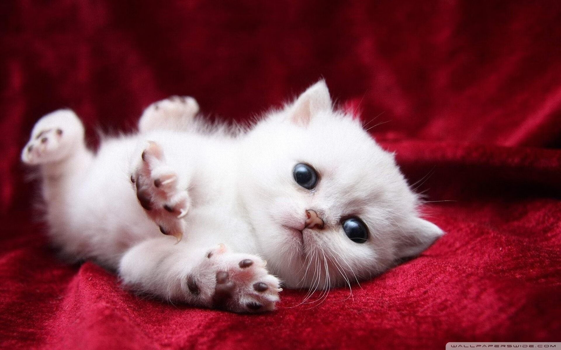 张本智和遭遇“滑铁卢”,止步国际赛事四强