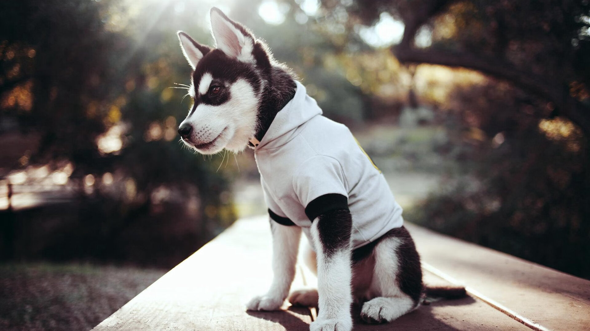 张本智和遭遇“滑铁卢”,止步国际赛事四强